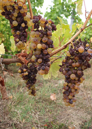 Botrytis Old Tom Gin