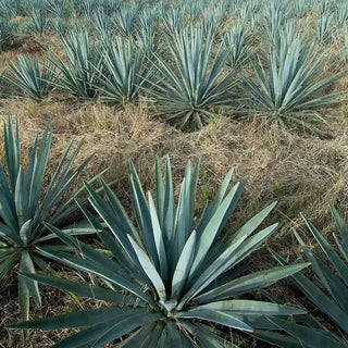 Atelier Tequila / Mezcal
